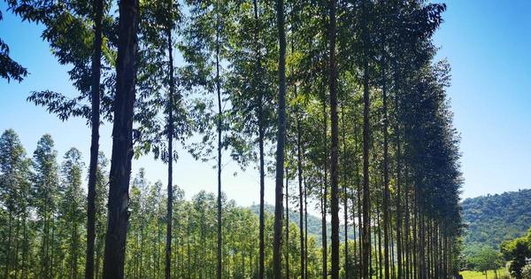 Inicia proyecto que busca aumentar cobertura boscosa en el Ybytyruzú