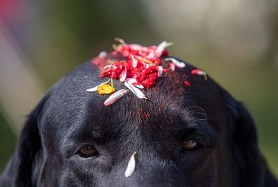 Nepal adora a perros y cuervos en la fiesta hindú de Tihar - Mascotas - ABC Color