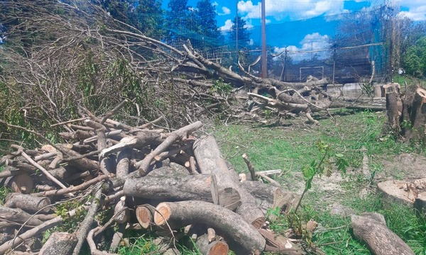 Tala masiva de árboles en el Parque El Cerrito de Coronel Oviedo - OviedoPress