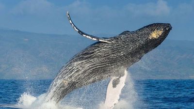 Ballenas son cruciales para salud del ecosistema marino, según estudio