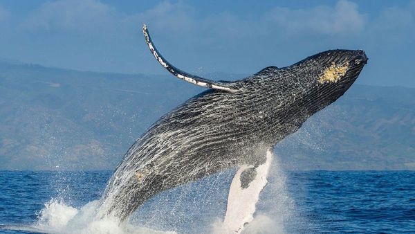 Ballenas son cruciales para salud del ecosistema marino, según estudio