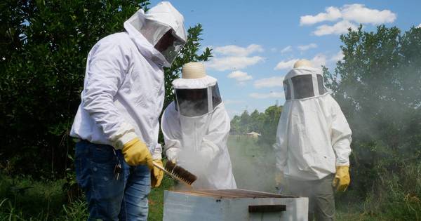La Nación / Proyecto de conservación de bosques del Ybytyruzú involucra a productores de miel
