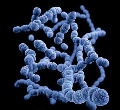 La OMS urgió a crear una vacuna contra una bacteria que causa la muerte de 150 mil bebés al año - .::Agencia IP::.