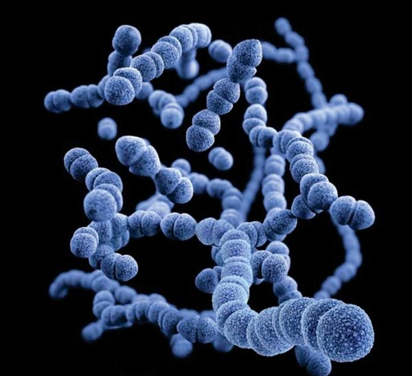 La OMS urgió a crear una vacuna contra una bacteria que causa la muerte de 150 mil bebés al año - .::Agencia IP::.