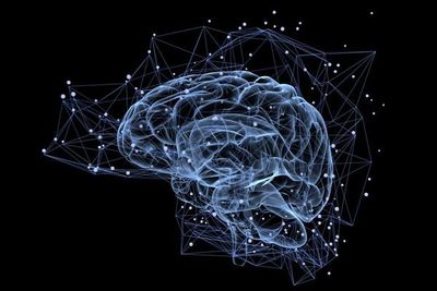 Cómo el cerebro capta e interpreta los nutrientes para regular el crecimiento - Ciencia - ABC Color