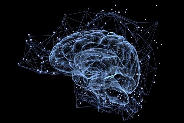 Cómo el cerebro capta e interpreta los nutrientes para regular el crecimiento - Ciencia - ABC Color