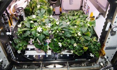 Astronautas logran cosechar los primeros chiles en el espacio y se los comen en tacos - OviedoPress