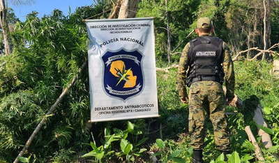 Destruyen 4 hectáreas de marihuana en Caaguazú - Noticiero Paraguay