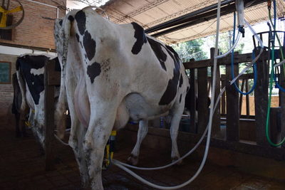 Fonterra marcó suba del 4,3% en el precio promedio de los lácteos