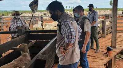 SENACSA establece primer periodo de vacunación contra la Fiebre Aftosa y Brucelosis bovina para el 2022