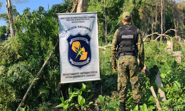 En la Colonia Yakare'i fueron destruidas cuatro hectáreas de plantación de marihuana - OviedoPress