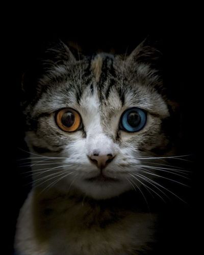 Heterocromía: Perros y gatos con un color de ojo distinto al otro son considerados exóticos - Nacionales - ABC Color