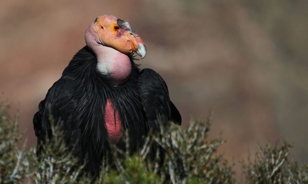 Cóndor de California puede reproducirse sin aparearse, según un estudio