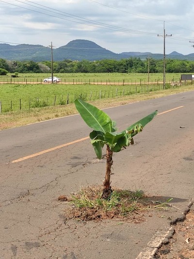 Bananal en baches de la ruta VIII en la Colonia Independencia. – Prensa 5