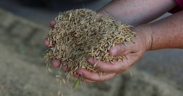 La Nación / El 80% del arroz producido en Paraguay es exportado