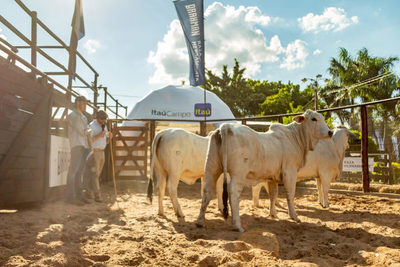 En Brahman a campo, Horacio Lloret y Ganadera Arandu lograron los Grandes Campeones