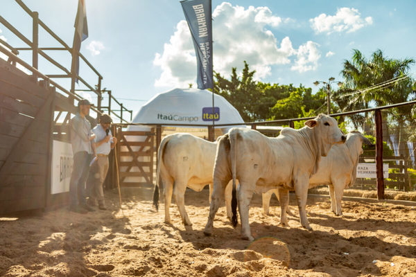 En Brahman a campo, Horacio Lloret y Ganadera Arandu lograron los Grandes Campeones