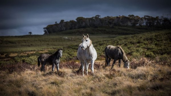 Australia prevé sacrificar a 10.000 caballos salvajes