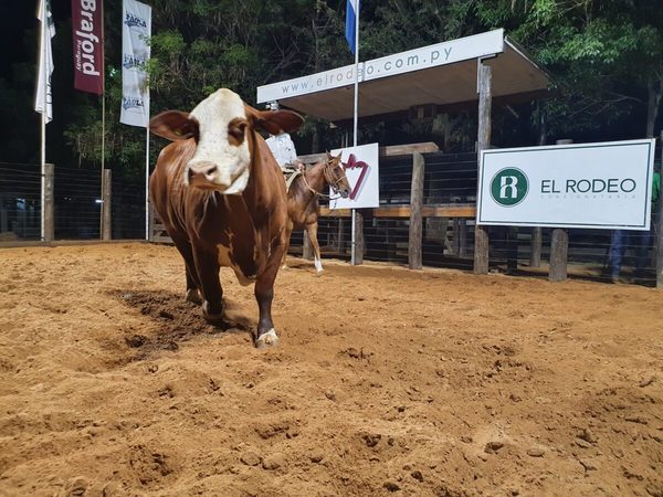 El Rodeo vende Braford, Brahman y Brangus de élite de cabañas consagradas