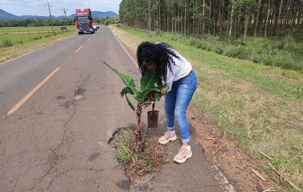 Crónica / LE DIO USO AL BACHE. “La planta de banana es más barata que la vida”