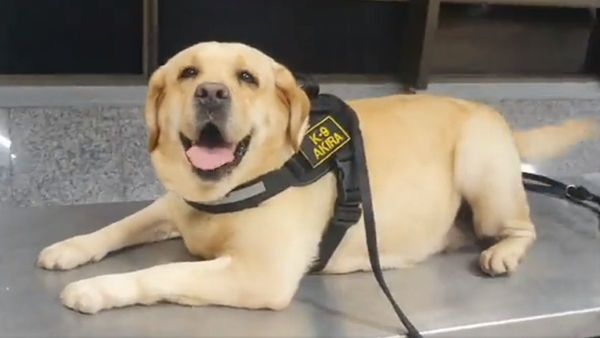 Can antidrogas detecta cocaína en el aeropuerto Silvio Pettirossi