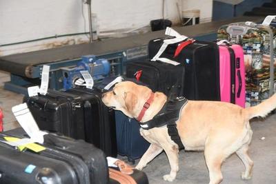 Can antidrogas detecta cocaína en el aeropuerto Silvio Pettirossi – Prensa 5
