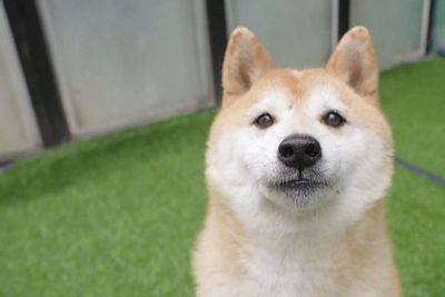 Pagan 22.000 euros por un perro que se viralizó en China tras años abandonado - Mascotas - ABC Color