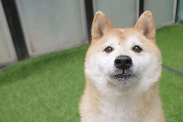 Pagan 22.000 euros por un perro que se viralizó en China tras años abandonado - Mascotas - ABC Color