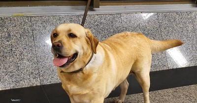 Akira en acción: can detecta cocaína en maleta de un hombre que se dirigía a España