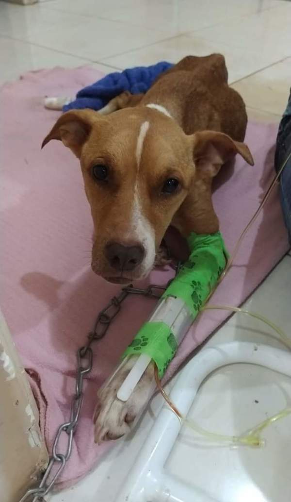 Perrita rescatada necesita ayuda para tratamiento - La Clave