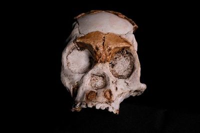 Primos lejanos del hombre hallados en Sudáfrica   - Ciencia - ABC Color
