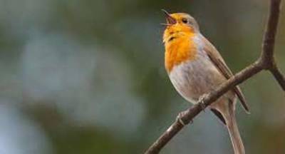 Las aves cantan menos ahora - El Independiente