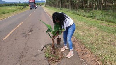 Colocan planta de banana en peligroso bache en Independencia