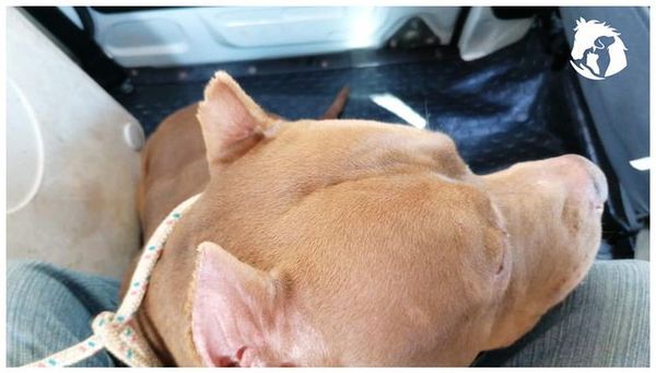 Detienen a un joven sindicado de robar un perro en Hernandarias - ABC en el Este - ABC Color