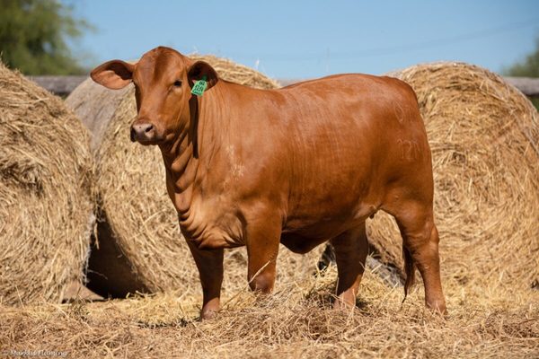 Sola Marca remata Brangus y Brahman “productivos y funcionales” de Siete Trincheras
