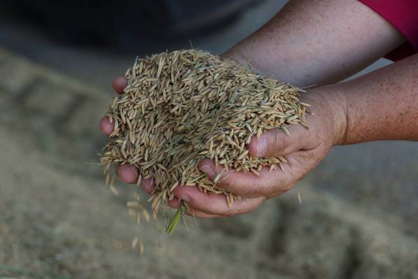 El 80% del arroz producido en Paraguay es exportado