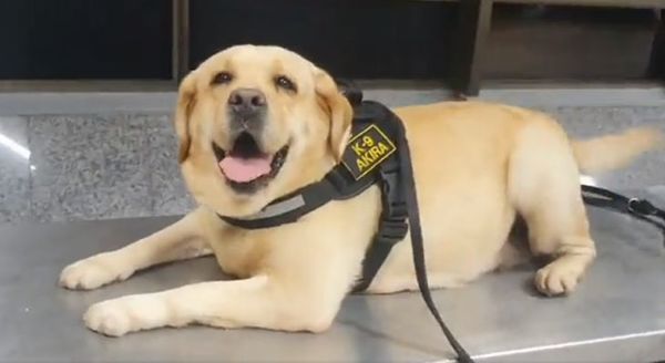 Can antidrogas detecta cocaína en el aeropuerto Silvio Pettirossi