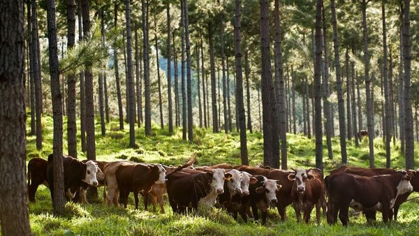 Paraguay es ejemplo de producción sostenible