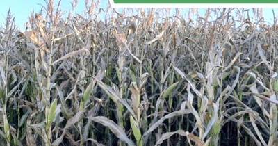 La Nación / Estudios científicos resaltan beneficios del uso de maíz genéticamente modificado