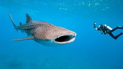 Estudio genético da luces para la protección del tiburón ballena
