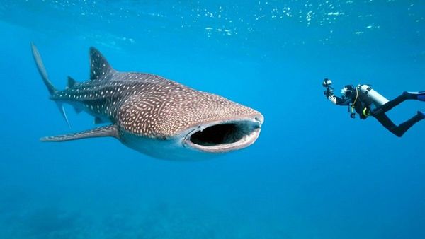 Estudio genético da luces para la protección del tiburón ballena