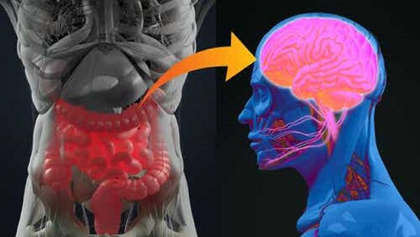 ¿Cuál es la relación entre la salud del cerebro y el intestino?