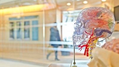 Diario HOY | Estudio genético revela la relación entre la salud del cerebro y el intestino