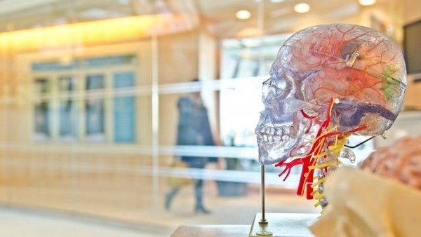 Diario HOY | Estudio genético revela la relación entre la salud del cerebro y el intestino