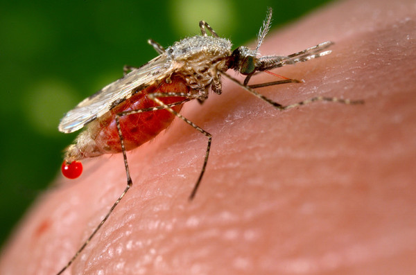 Día del Paludismo: Salud recuerda que prevenir la malaria es una misión conjunta - Megacadena — Últimas Noticias de Paraguay