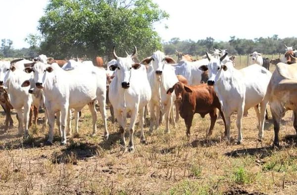 Se dilata plan para lograr estatus de país libre de aftosa sin vacunación - Nacionales - ABC Color