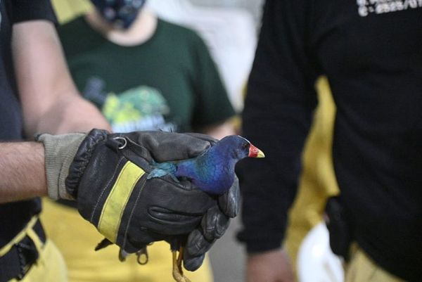 Rescatan una colorida ave que se desorientó en el barrio Hipódromo - Nacionales - ABC Color