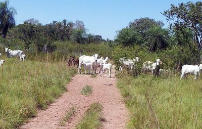 Contraloría detecta irregularidades en manejo de bienes por el Mades - Nacionales - ABC Color