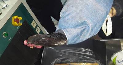 La Nación / Intentaron ingresar gallo de riña al penal de Tacumbú