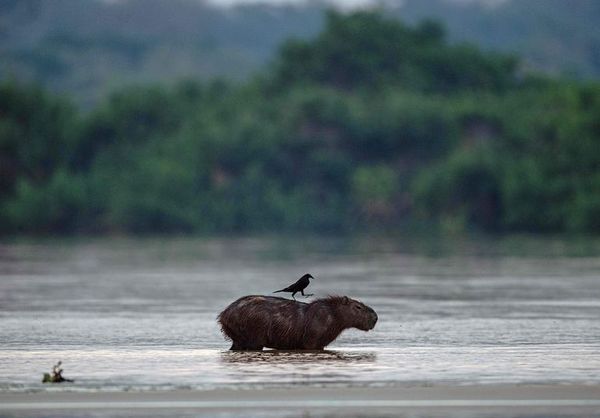 De la Amazonía al Pantanal, la crisis climática se instala en Brasil - Mundo - ABC Color